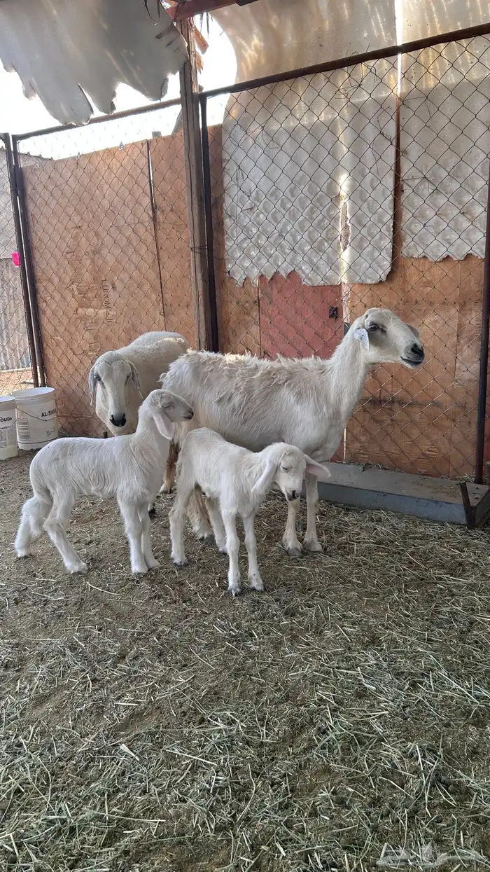 متابيع صفر صنف 5