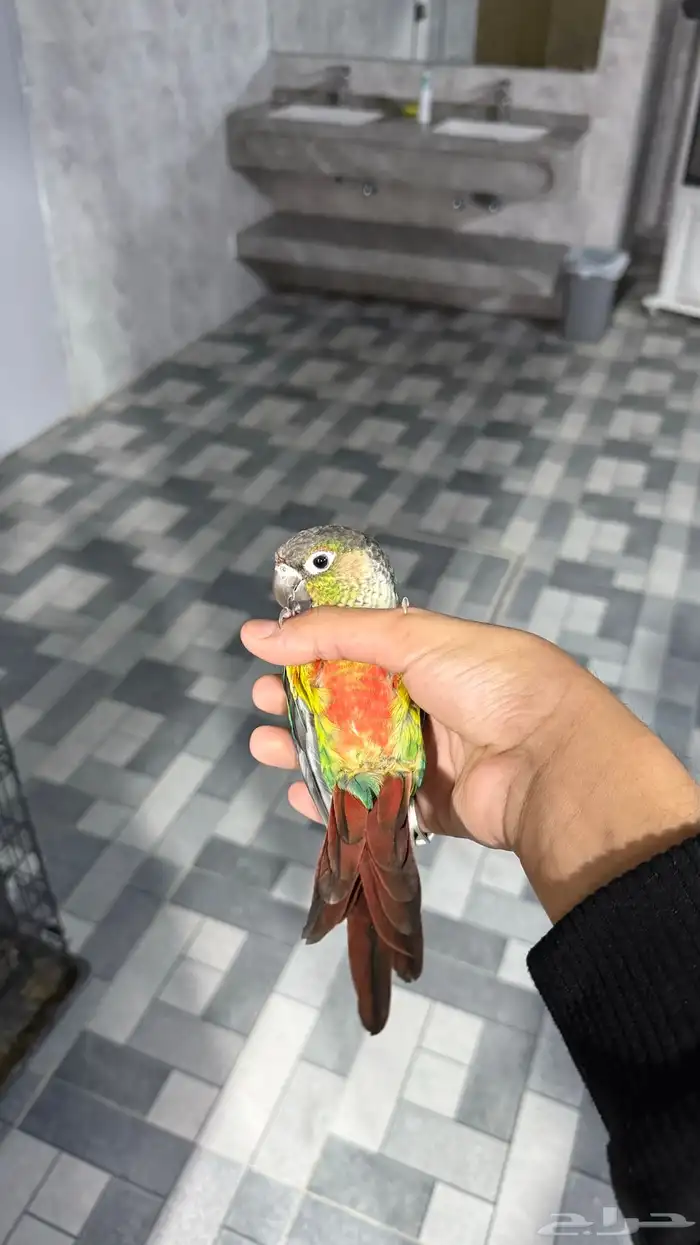 كنيور قرين شك 3