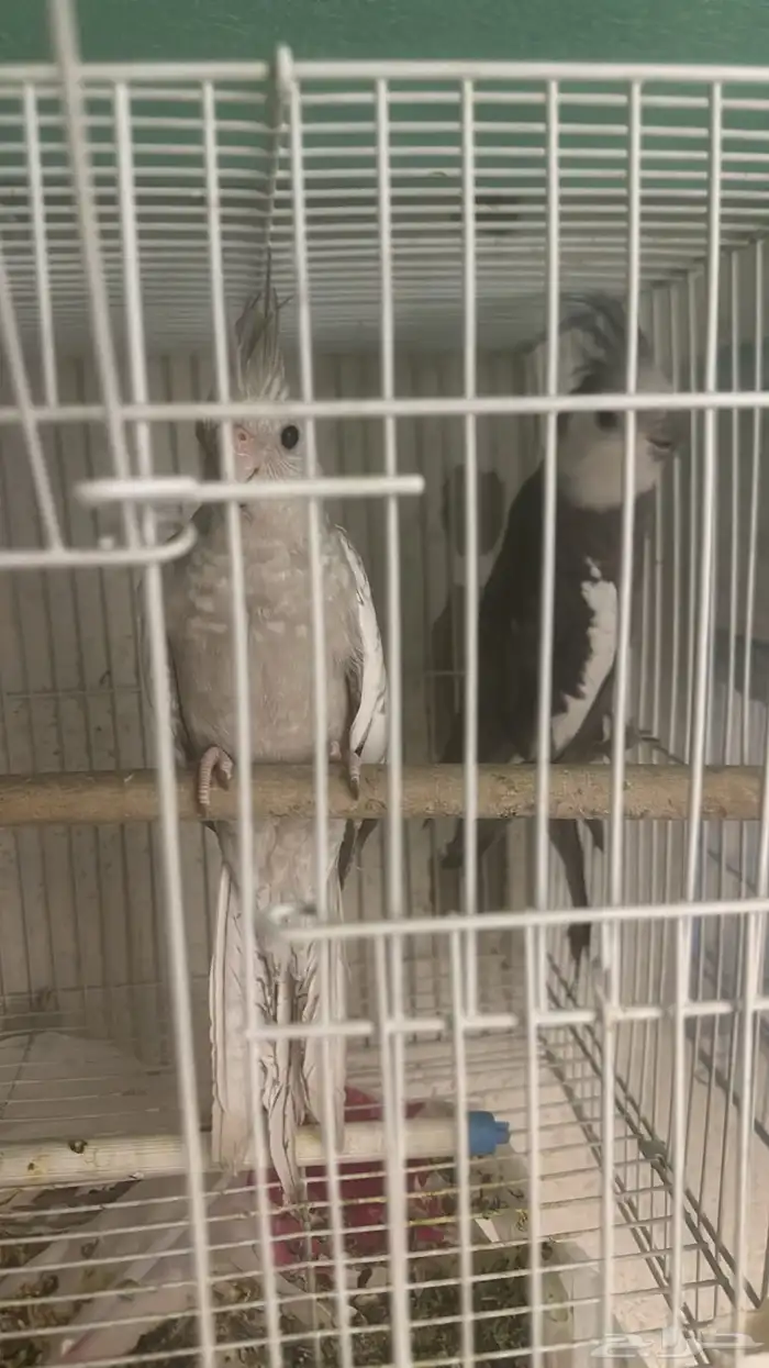 زوج كروان هولندي 1