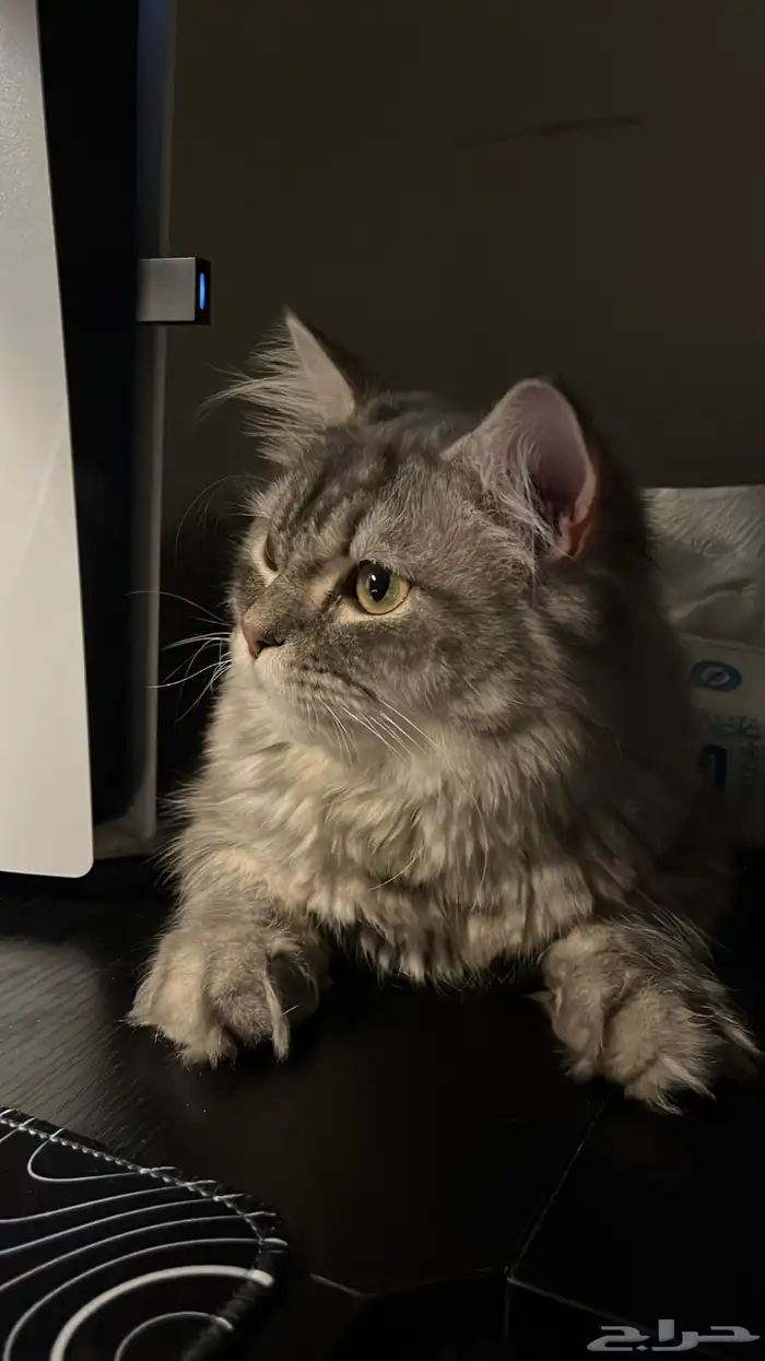 قط ذكر للتبني 2