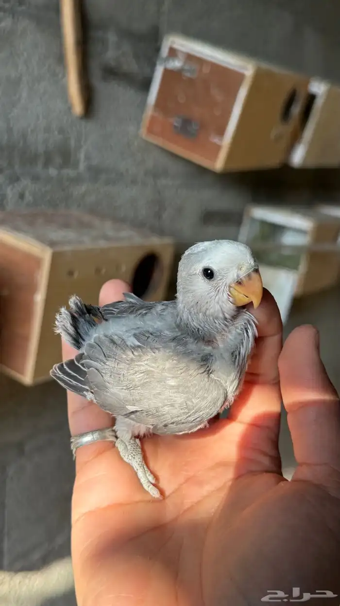 للبيع فروخ روز 4