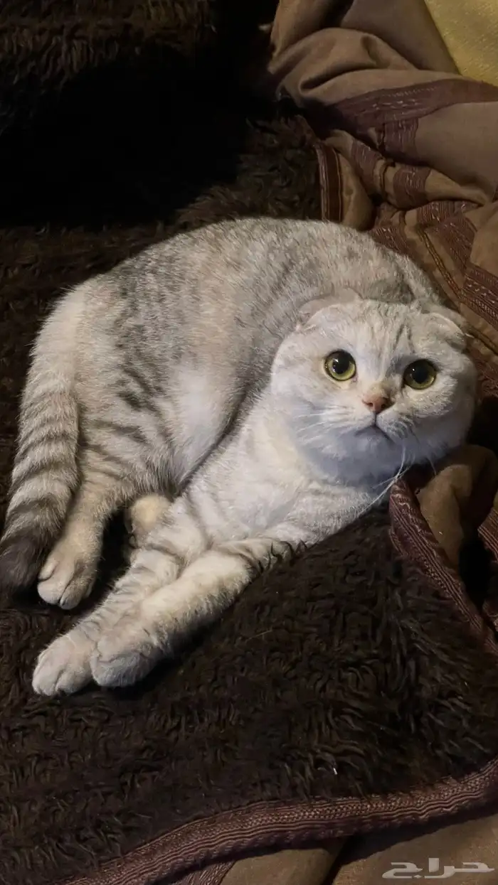 قط سكوتش فولد 5