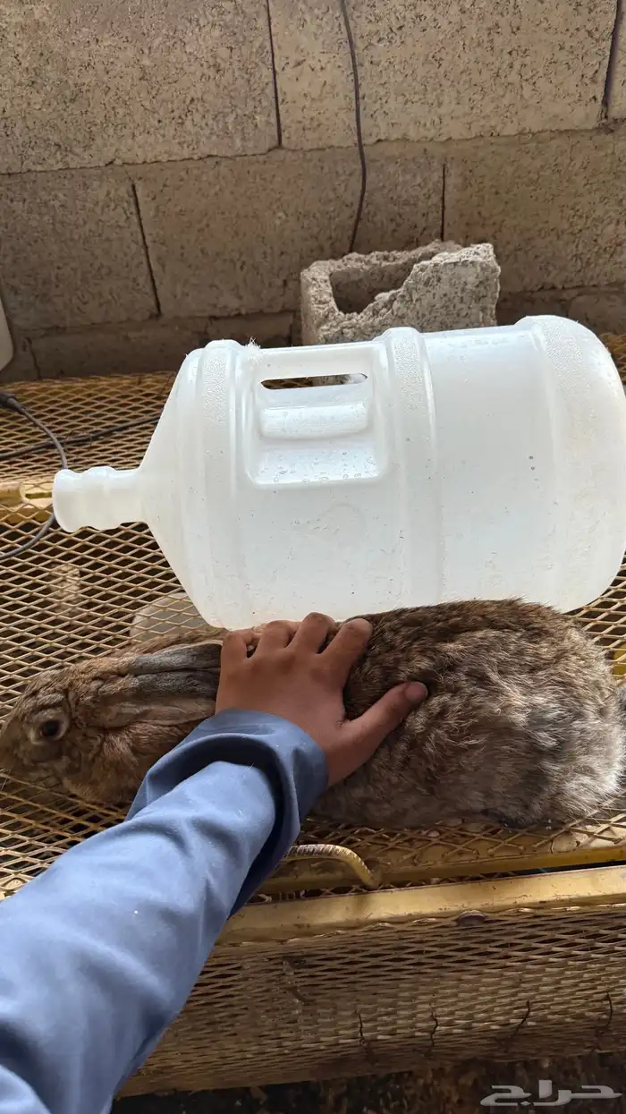 ارانب سوبر جامبو 4