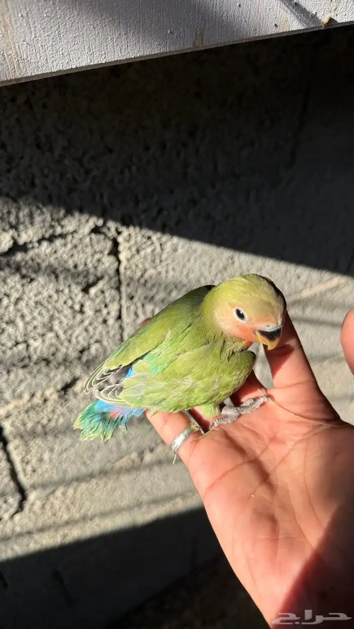 للبيع فروخ روز 3