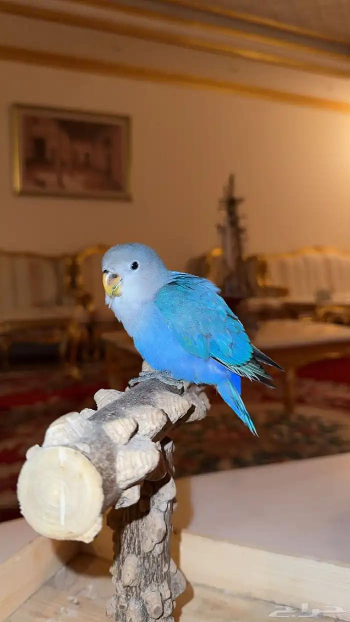 عرض (فاخر من الأخر ) روز هدد داخلي وخارجي 2