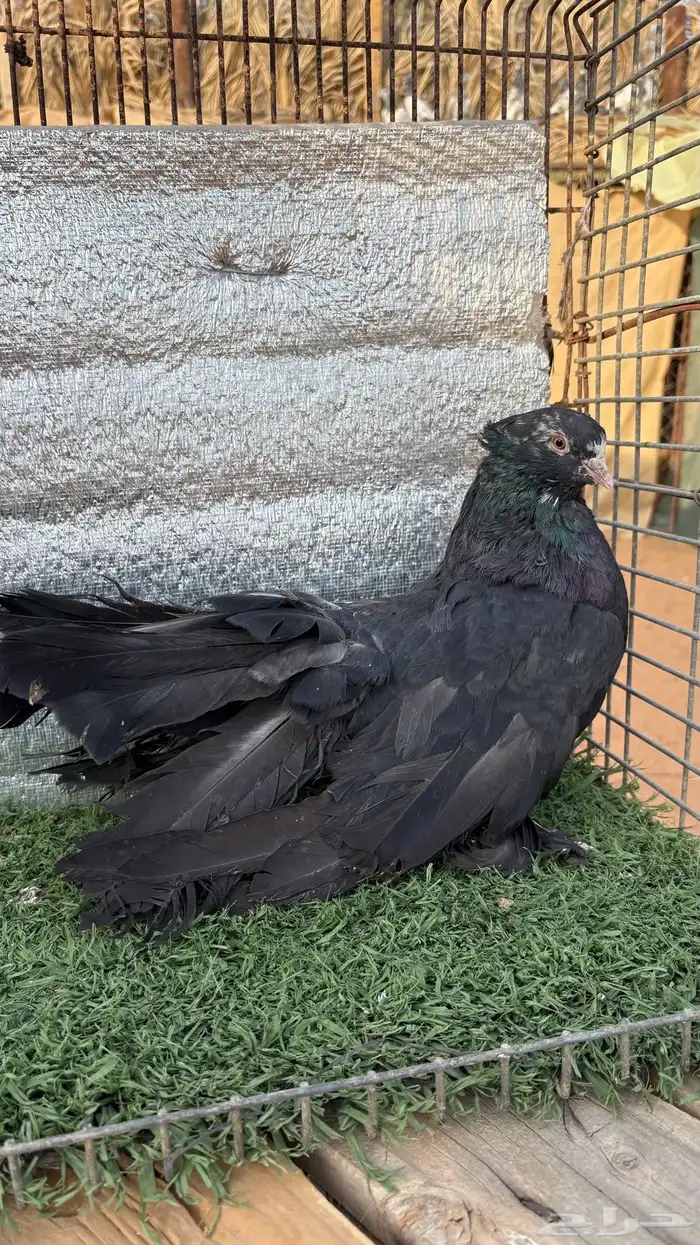 جوز حمام أمريكي 2