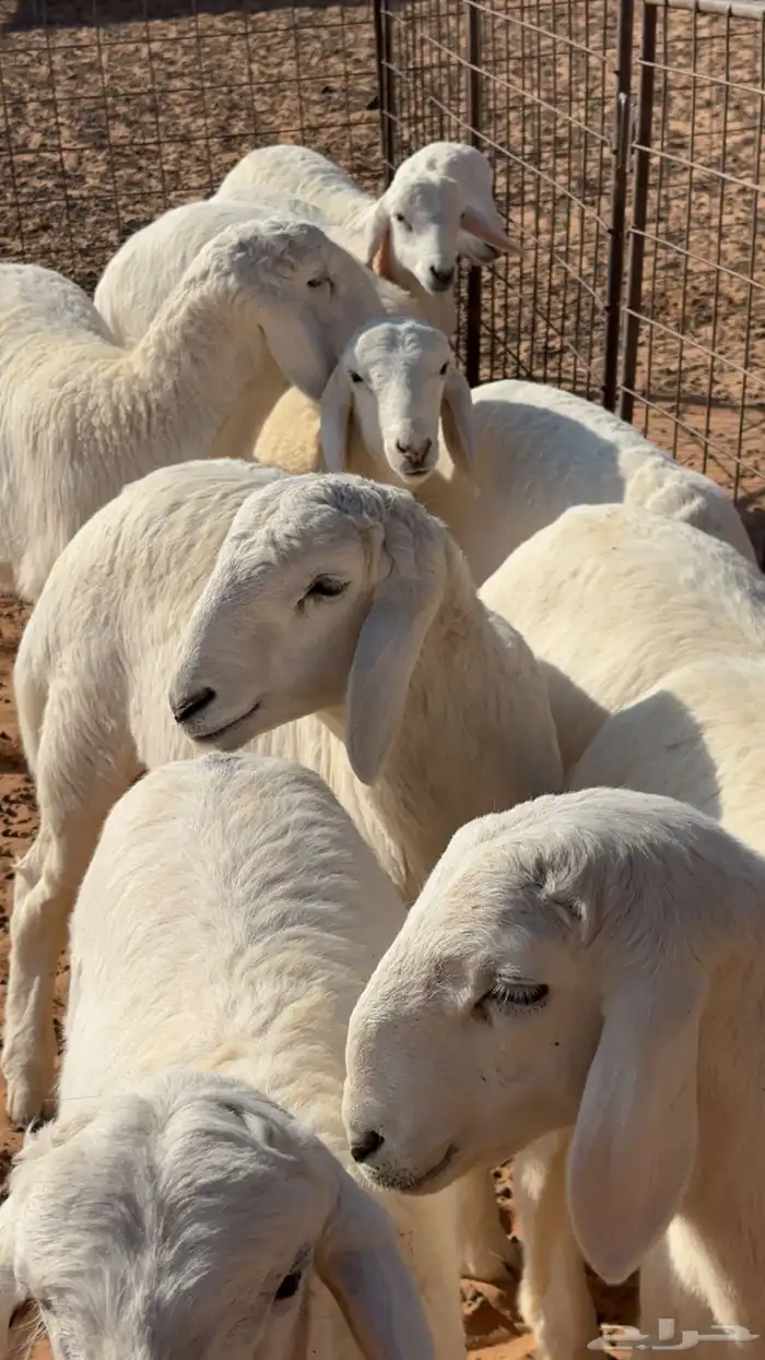 بهم حري هرافي 1