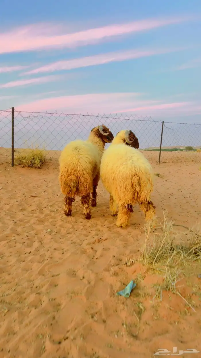 نعيم جذعان جبره 6