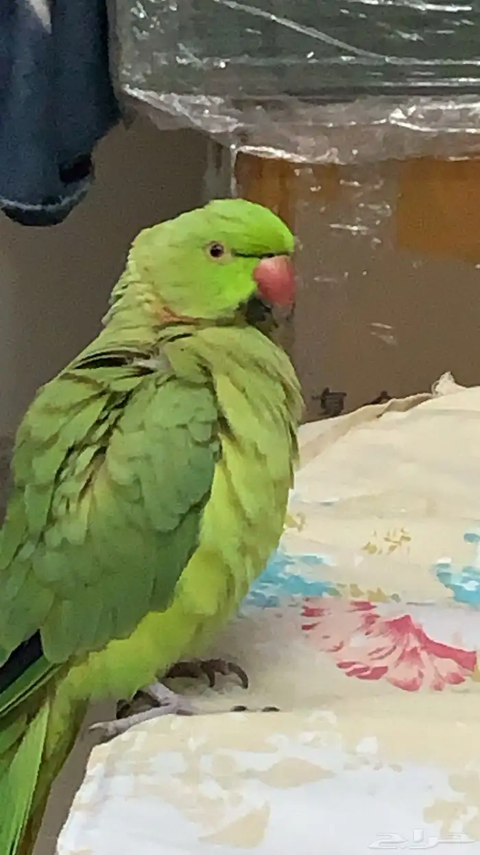 بغبغاء درة ذكر 1