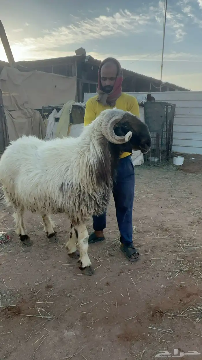 فحل نعيمي مشروط 1