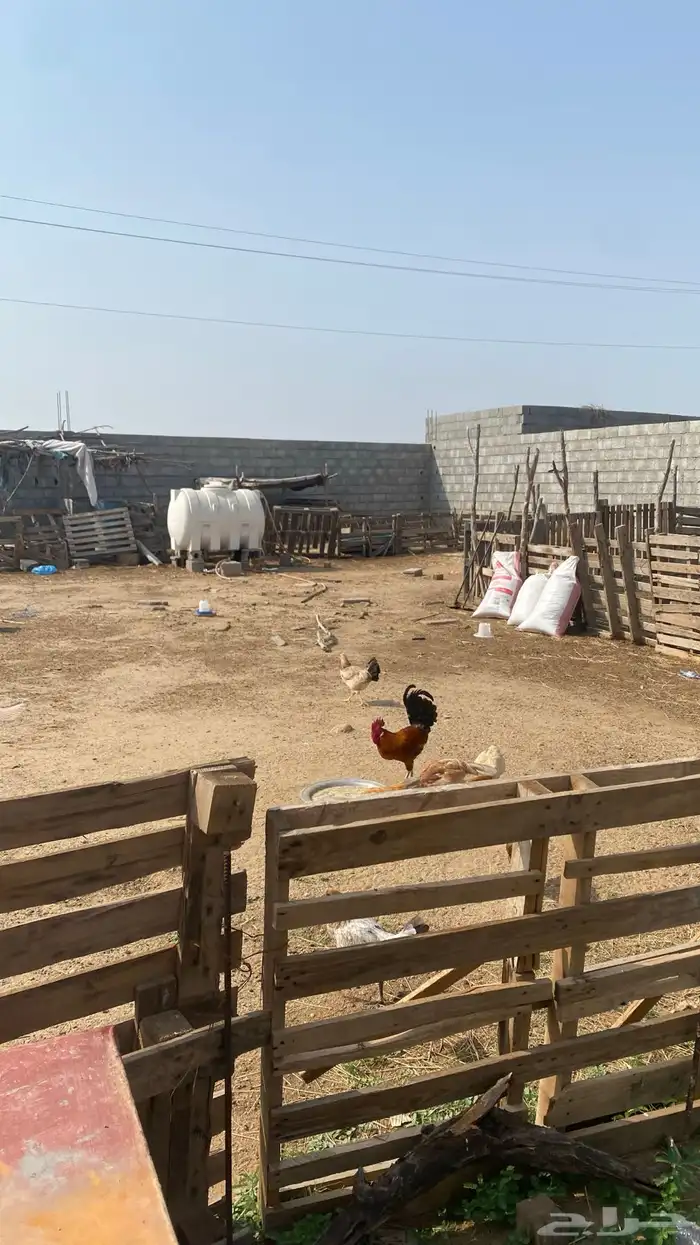 ديك بلدي شرط 3