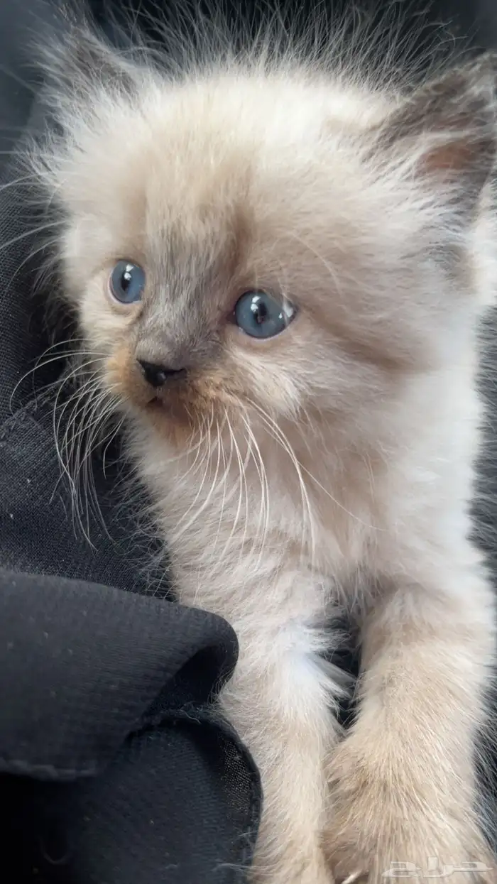 قط صغير للبيع 1