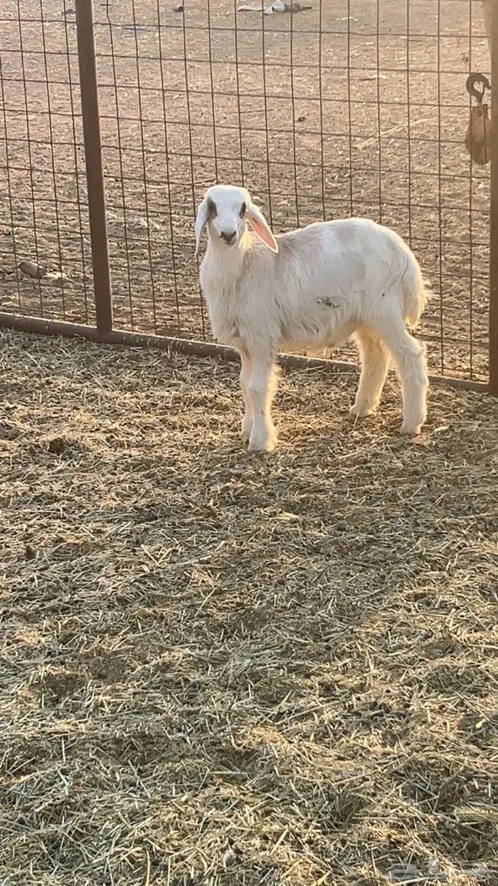 حري عمره 3 شهور 0