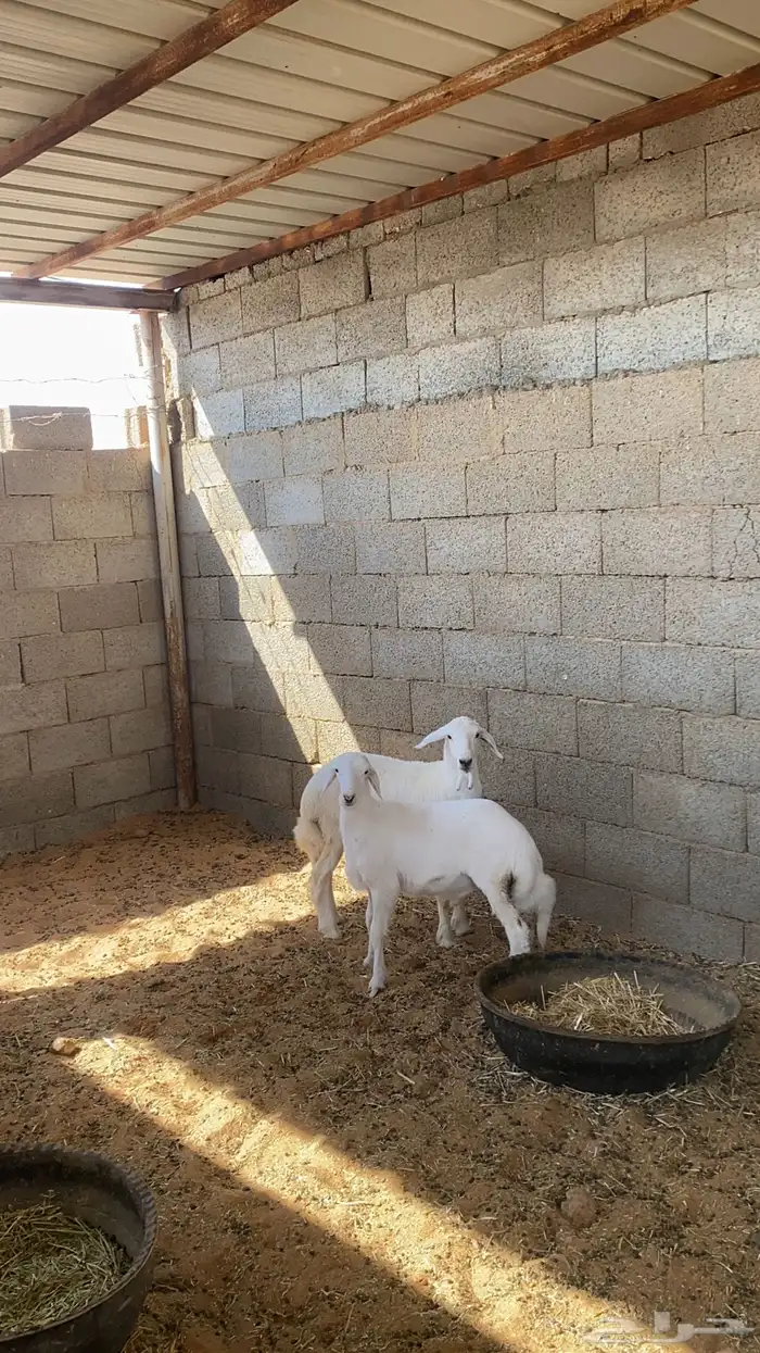 رخل وخروف حريات 1