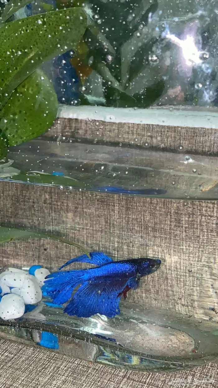 سمكة فايتر للبيع 0