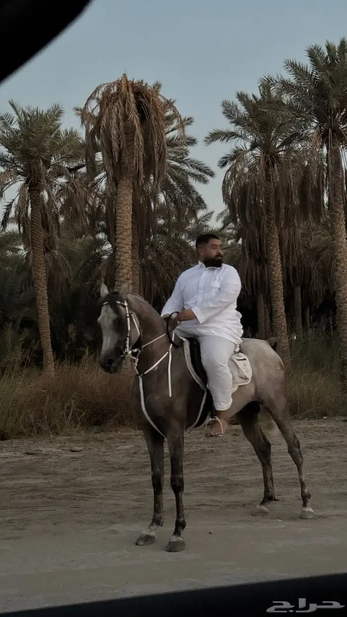 حصان شعبي بشخصية نار للبيع عالسوم 4