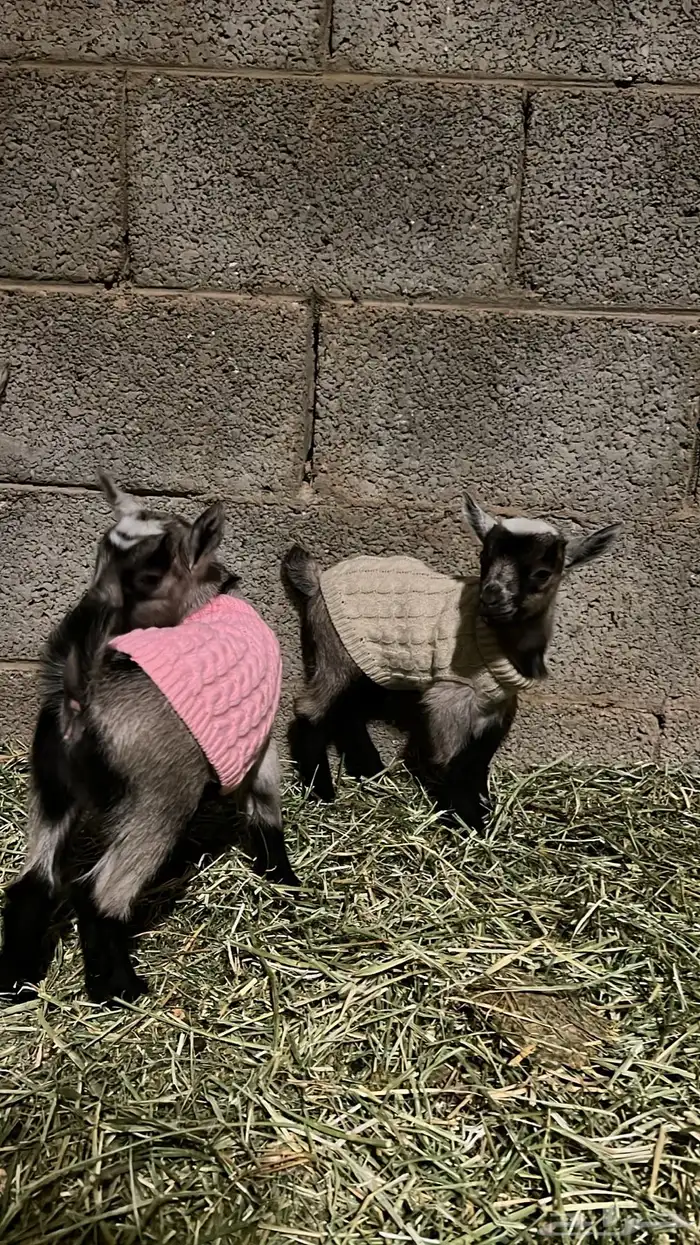 ماعز القزم 10