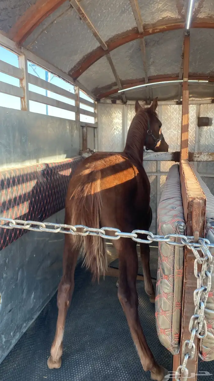 عربه لنقل الخيل 4