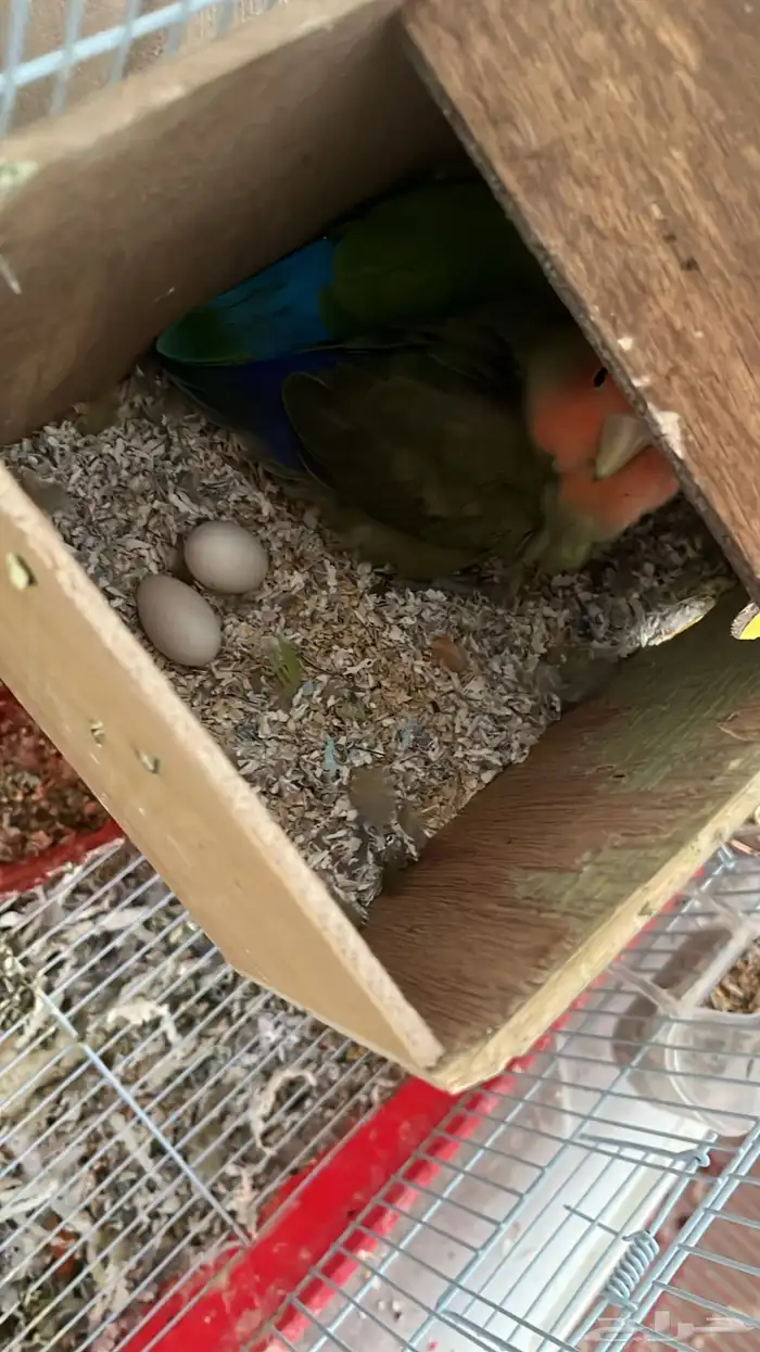 جوز روز روز 0