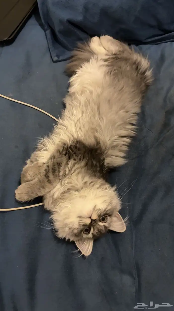 بسه للبيع مع اغراضها 0