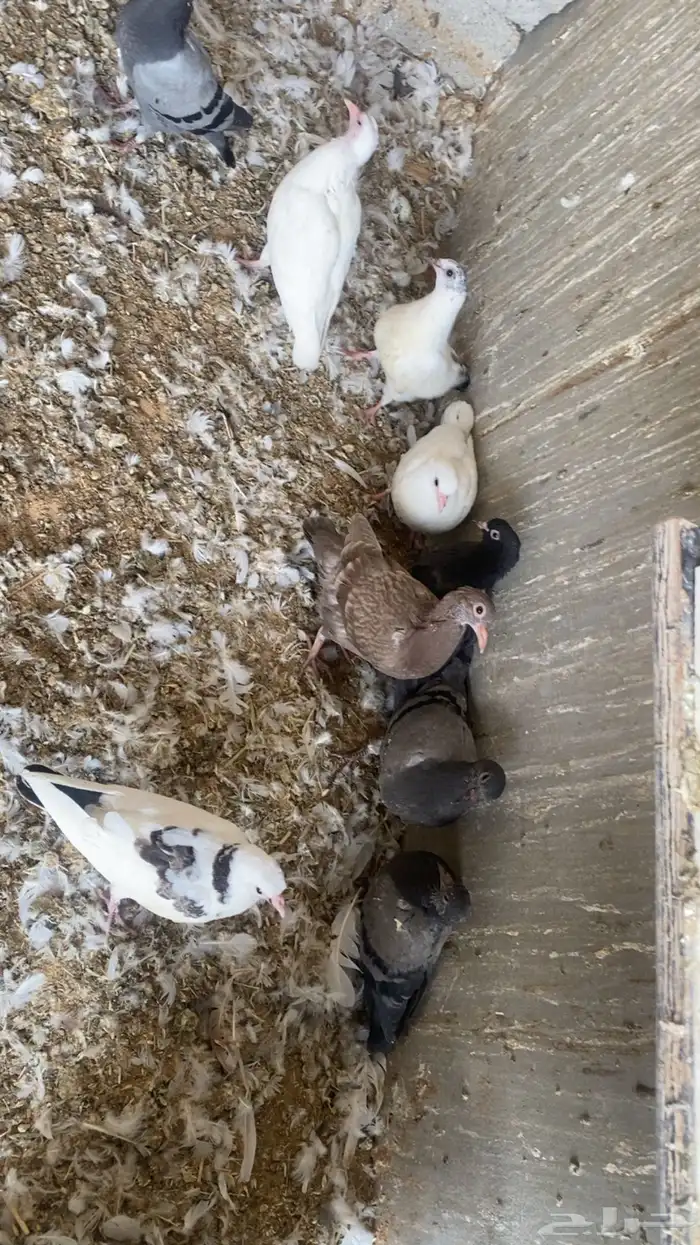 فراخة( حية)فرنسي زاجل وهندي ونجد العدد10 جواز 20 جوز 30 جوز 14