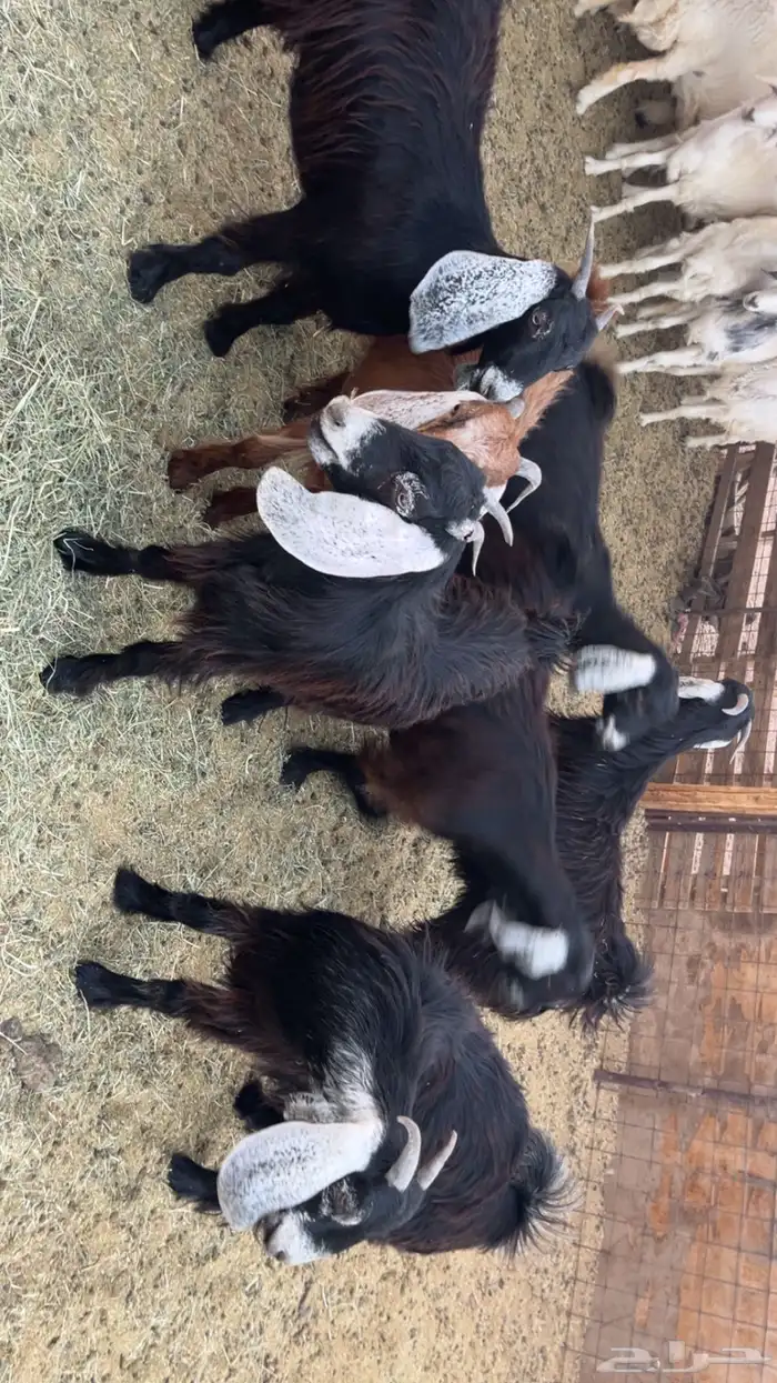 جفار طيبات وفل شحم مقفلات (تم البيع) 2