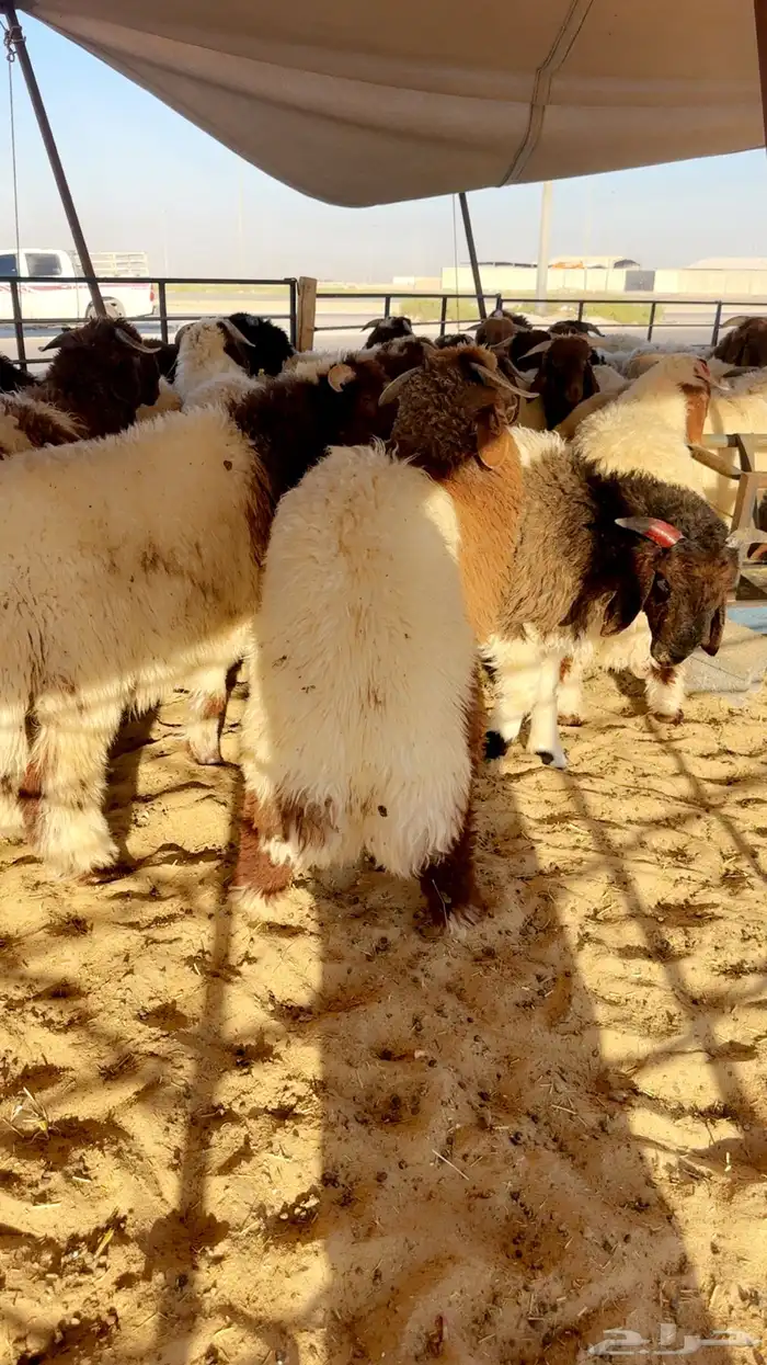 خرفان نعيم بلدي جذعان وهرافاء 5