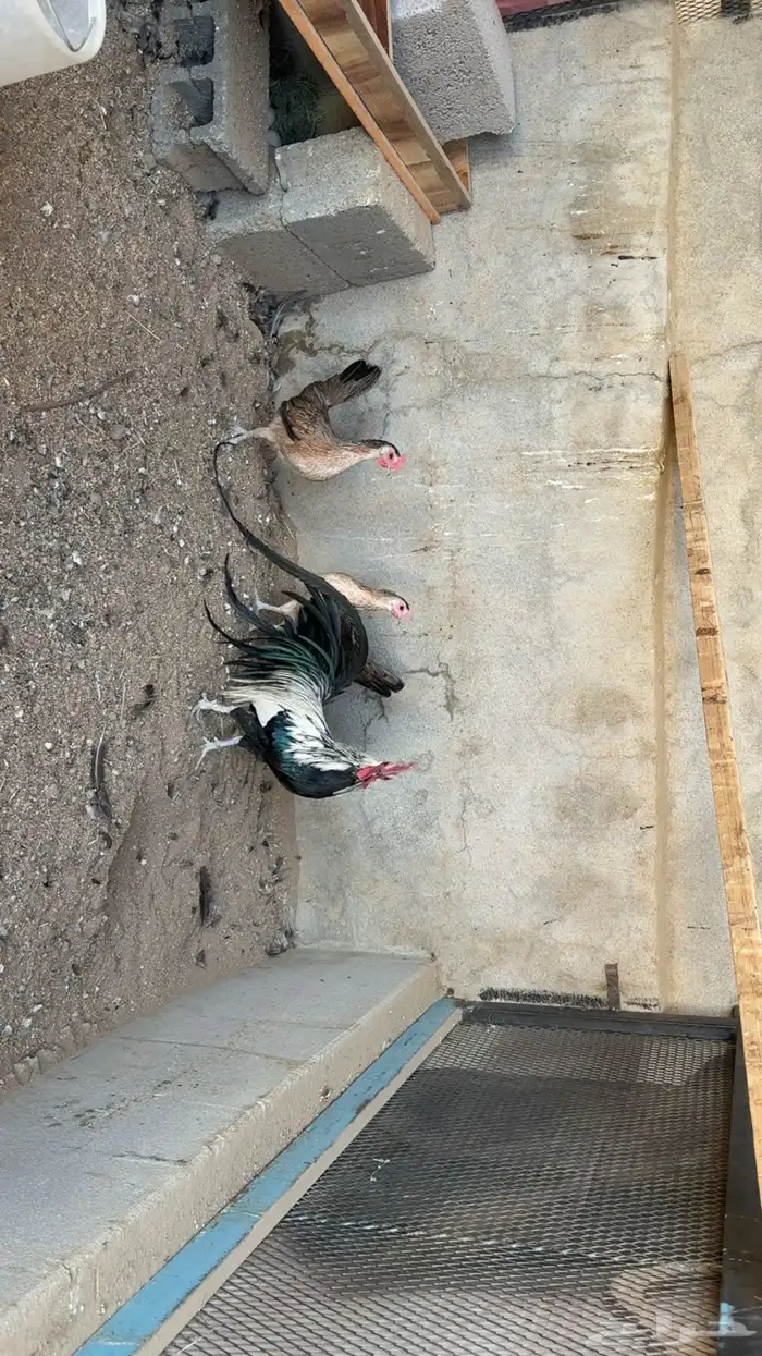 طقم دجاج فينكس 2