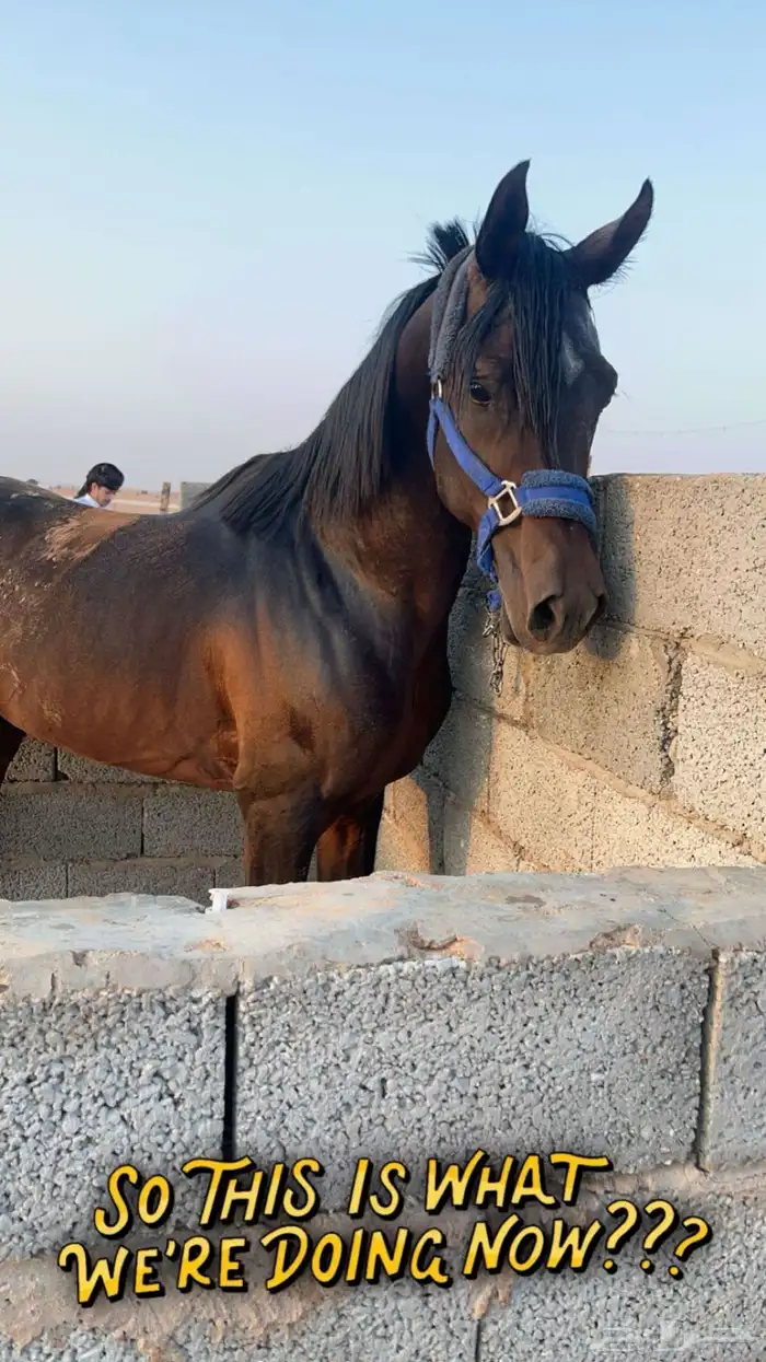 حصان للبيع كوميت 0