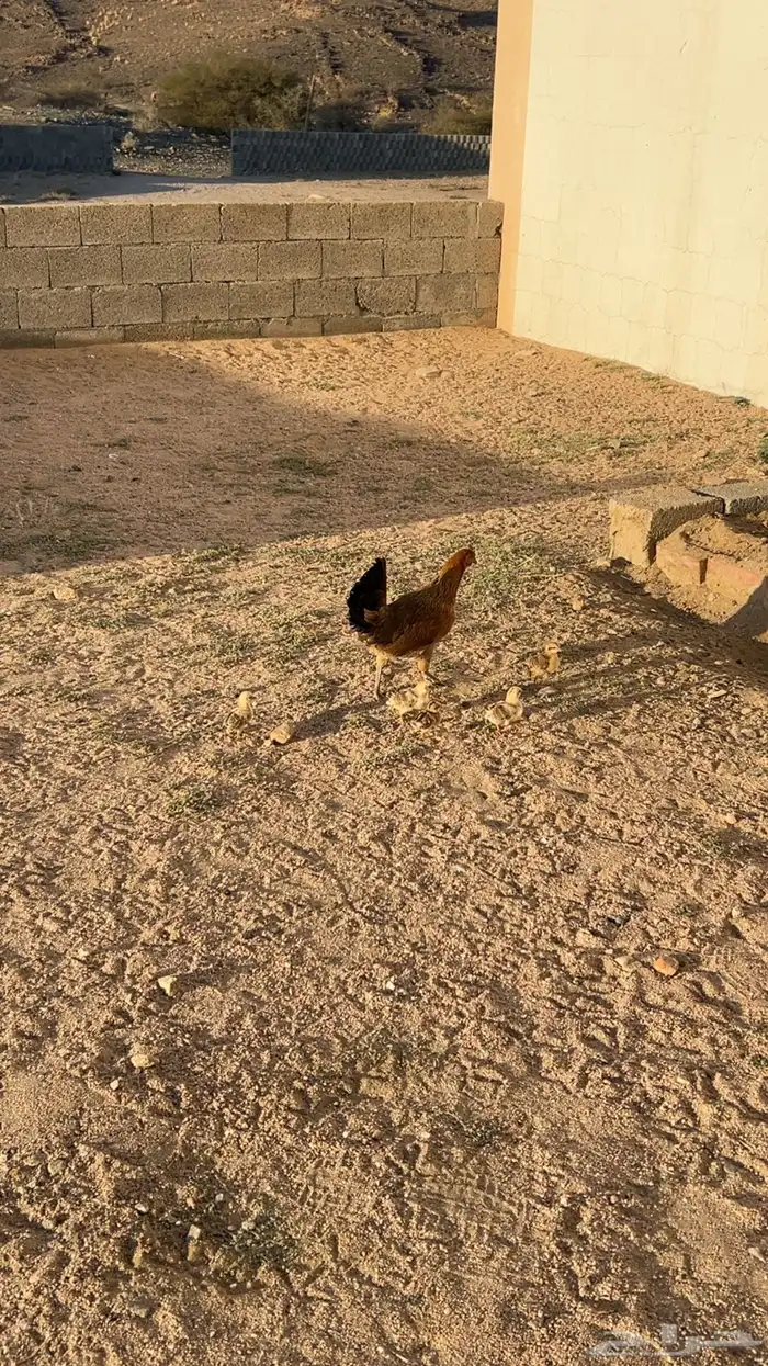 دجاجه عربيه اصيل مفرخه 2