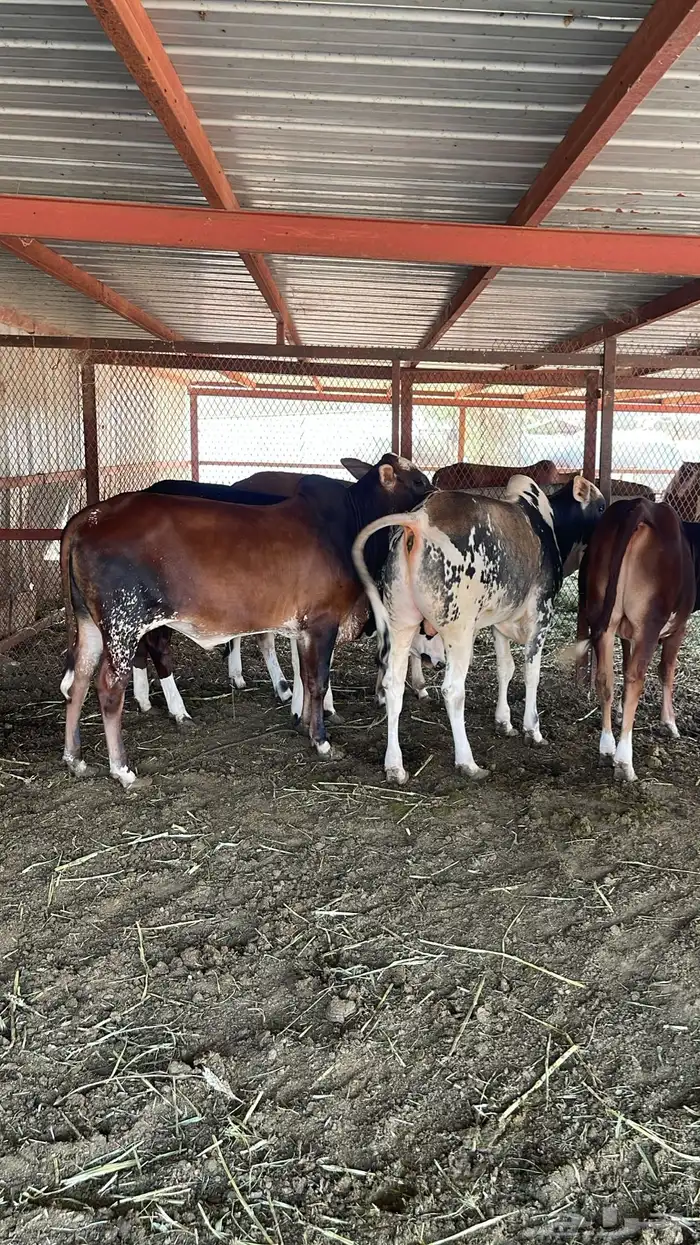 حسلان للبيع 1