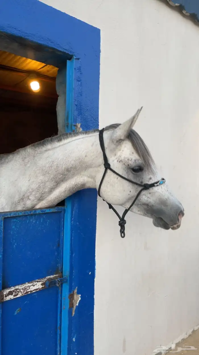 حصان شعبي جبلي (مسقبل قفز) 0