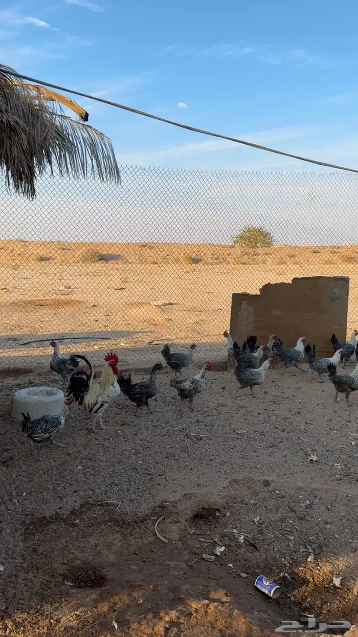 دجاج فيومي وحمام فرنسي وبلدي 2