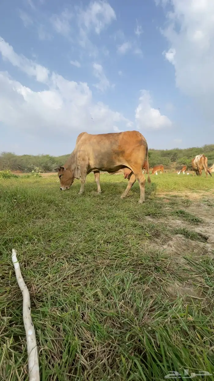 بقره لفاف طرا 0