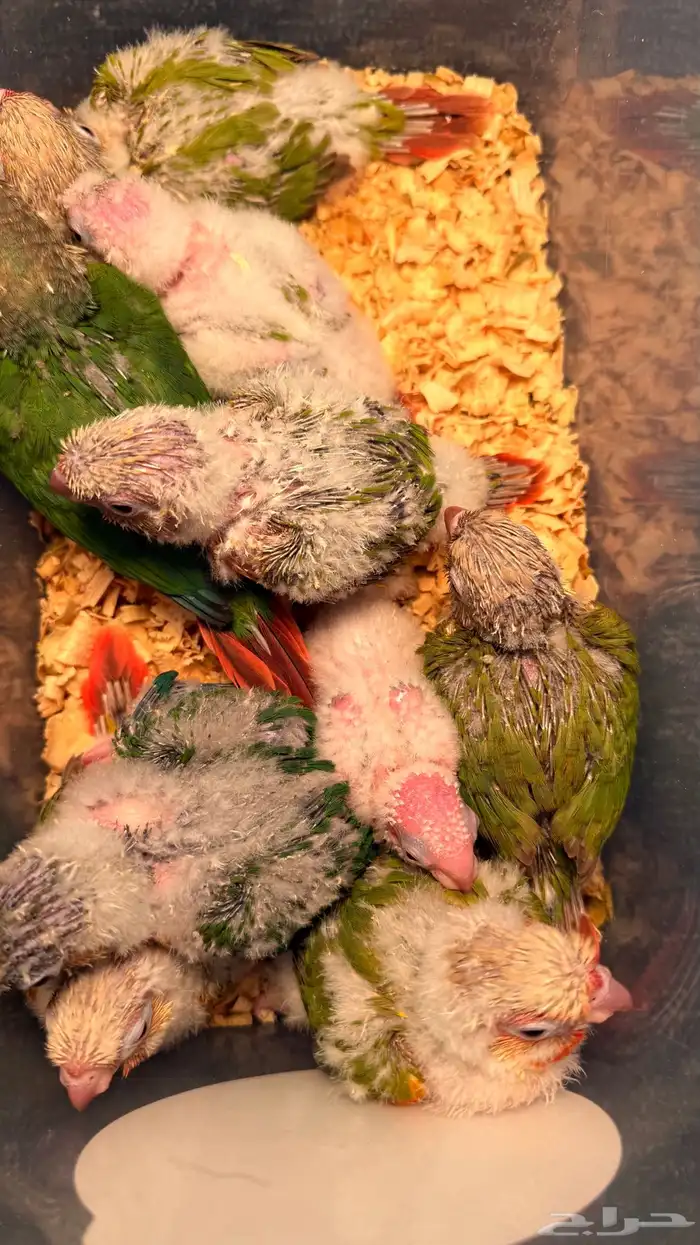 الحق الحق الحق وصلت فروخ الكنيور المطلوبه لعشاق الهدد 1