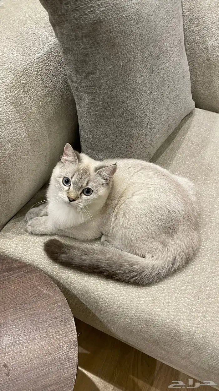 قط سكوتش فولد 3