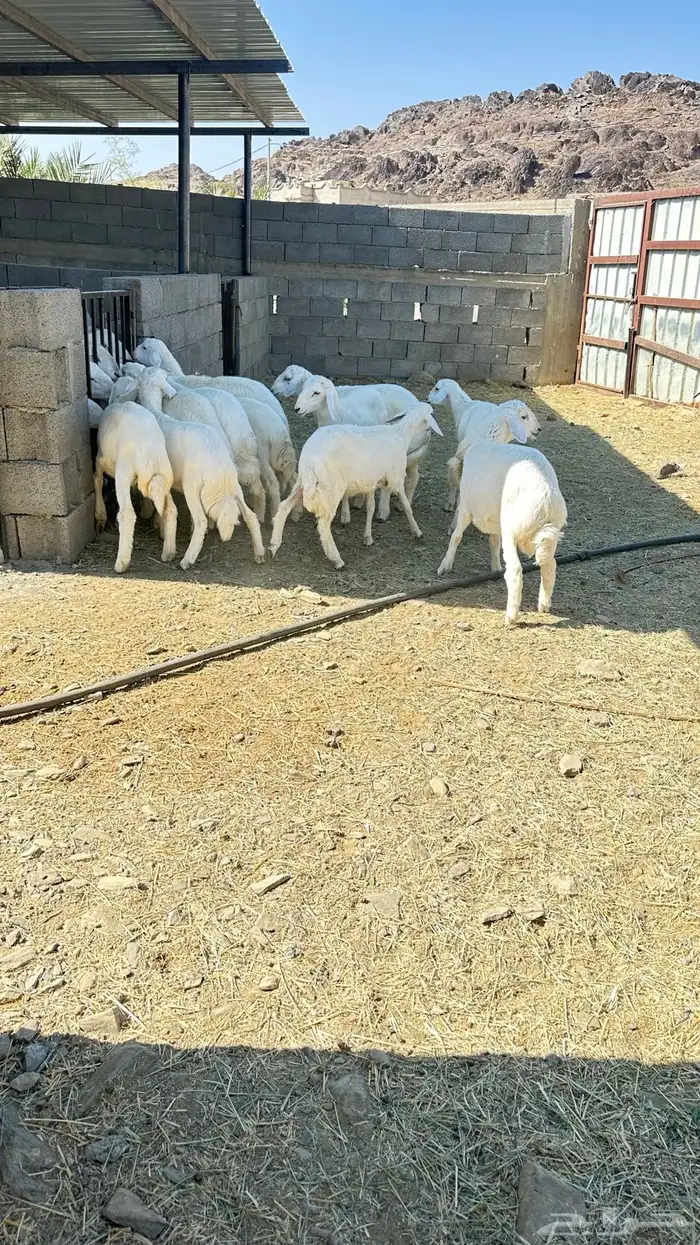 بهم طليان رخال 4