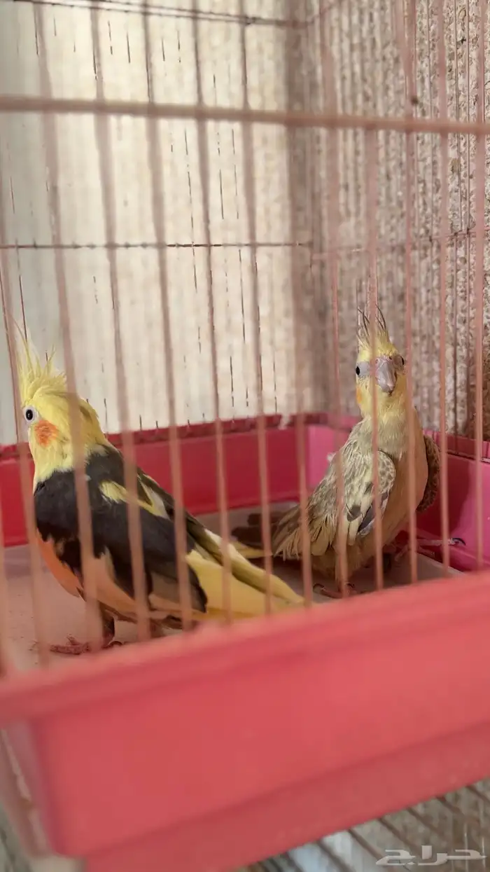 جوز كروان باكستاني منتج 1