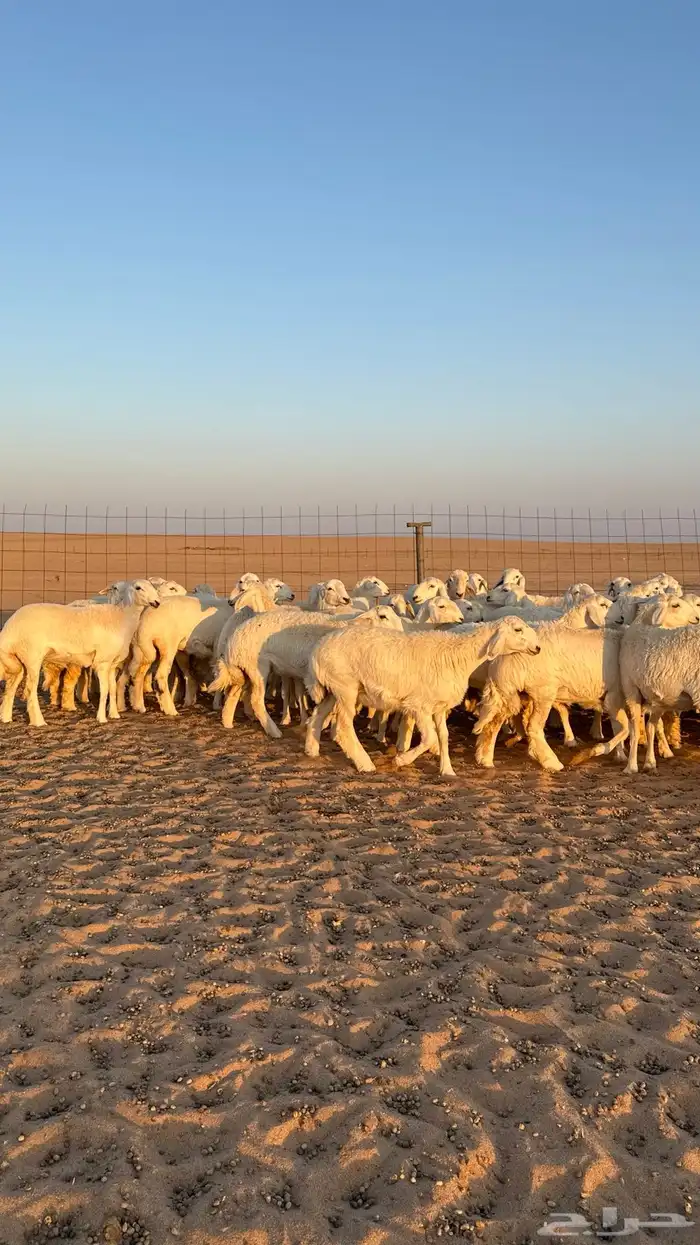 رخال جذعات حريات صنف فاخرر للي يبي الصنف 13