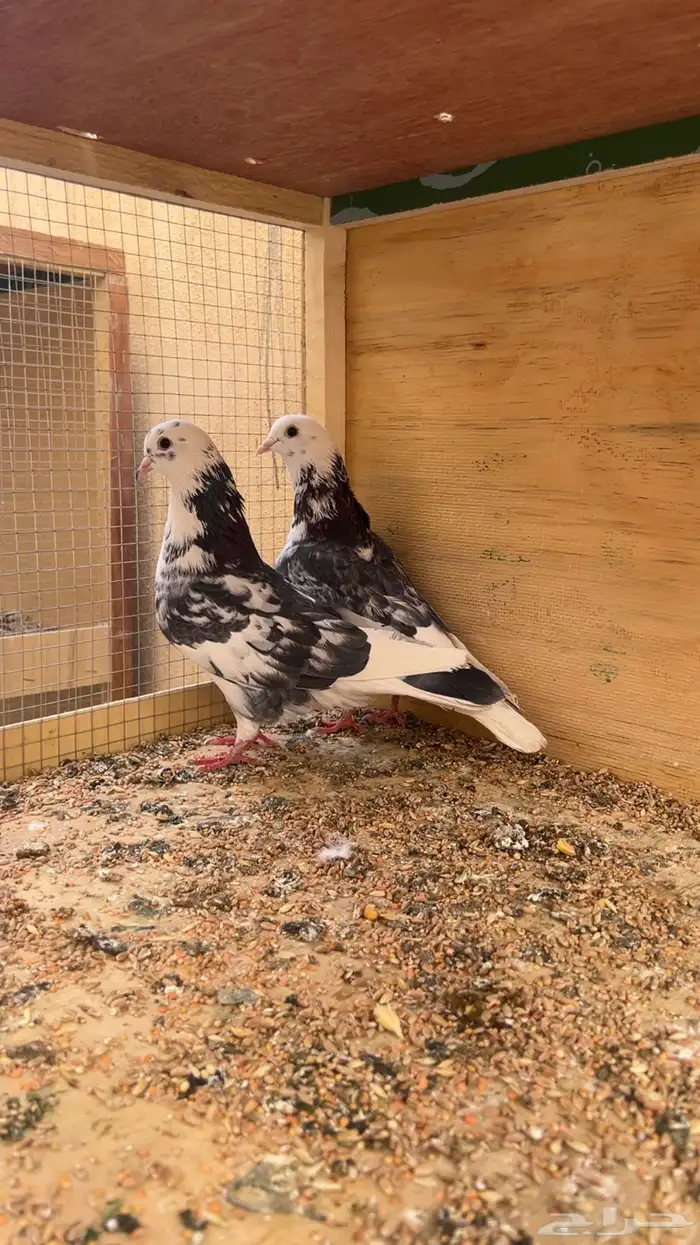 جوز قطايف خنابي معاريف نوادر للي يبي النوادر 0