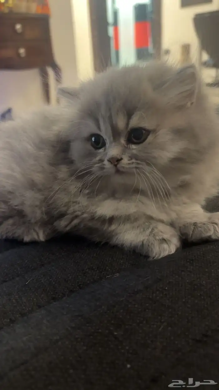 2 Scottish-Fold Female Kittens for Sale 3