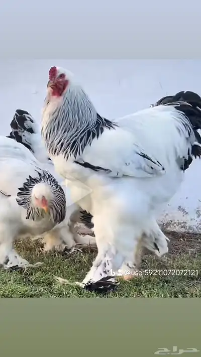 بيض دجاج برهما كولمبي سلالة كونك سوبر جامبو مستوي TOP index