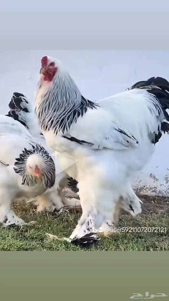 بيض دجاج برهما كولمبي سلالة كونك سوبر جامبو مستوي TOP 0