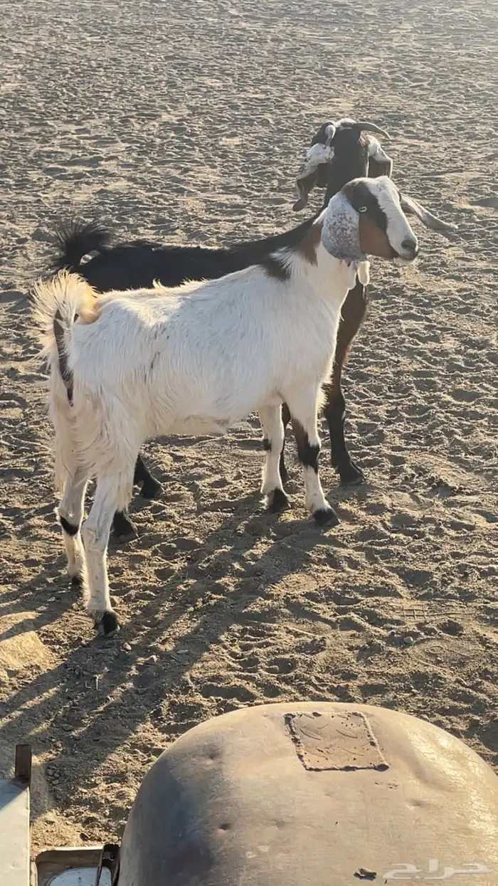 عناقين للبيع 5