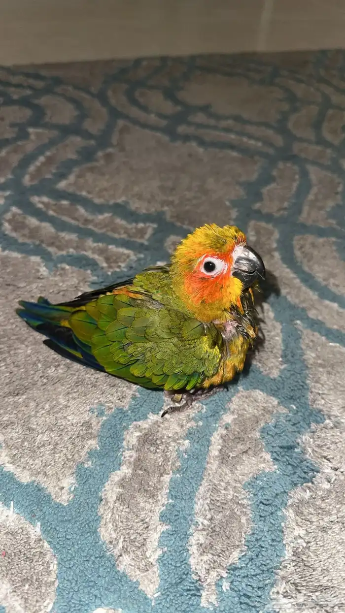 فرخ صن كنيور حجم حلو 0