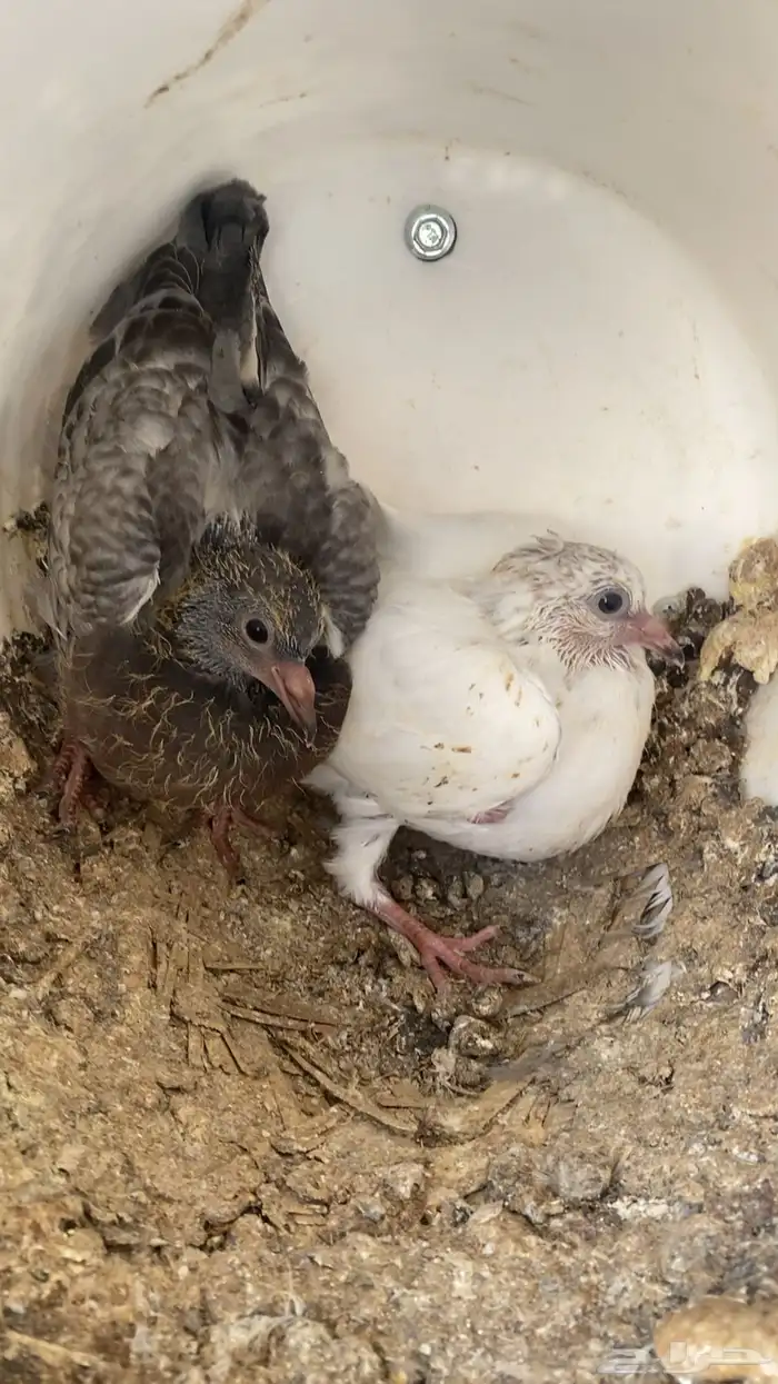 فراخة( حية)فرنسي زاجل وهندي ونجد العدد10 جواز 20 جوز 30 جوز 4