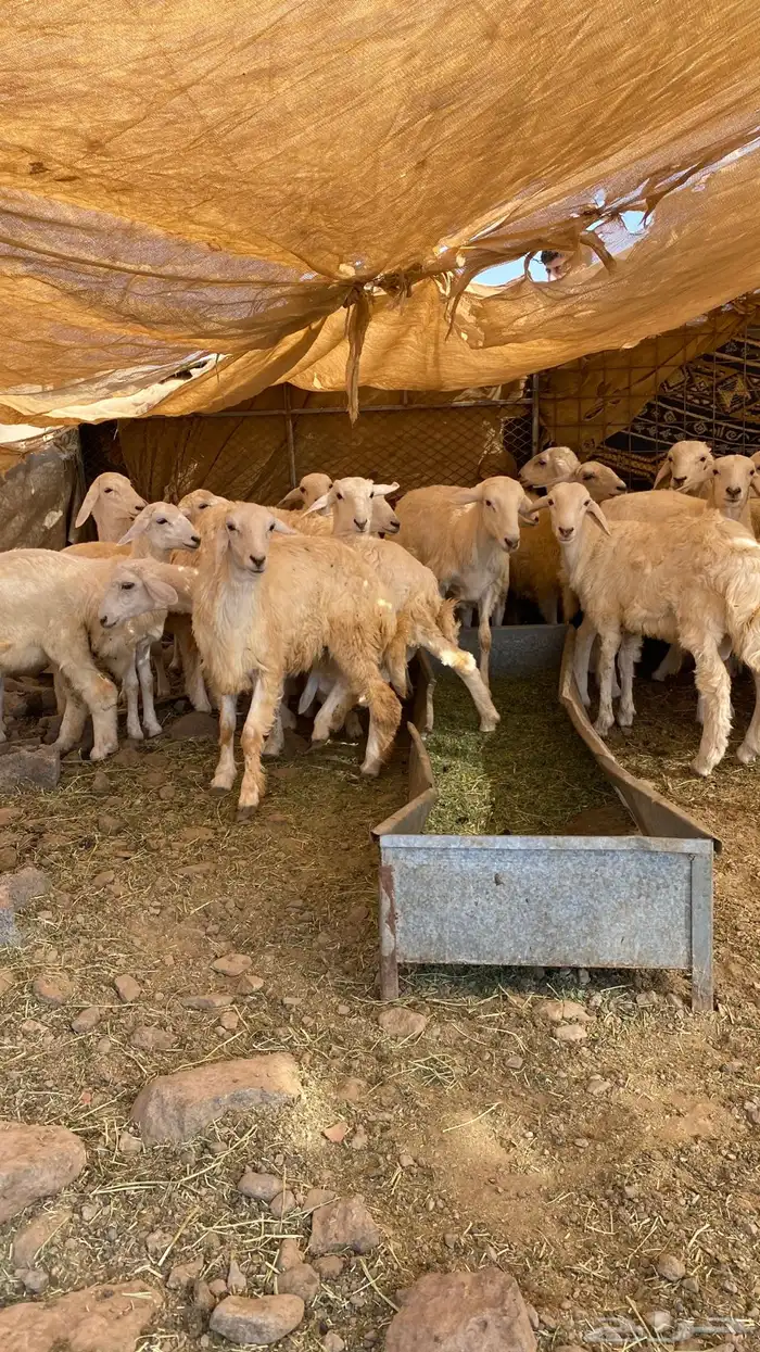 العدد عشرين 14رخال والباقي طليان العمر سته اشهر 4