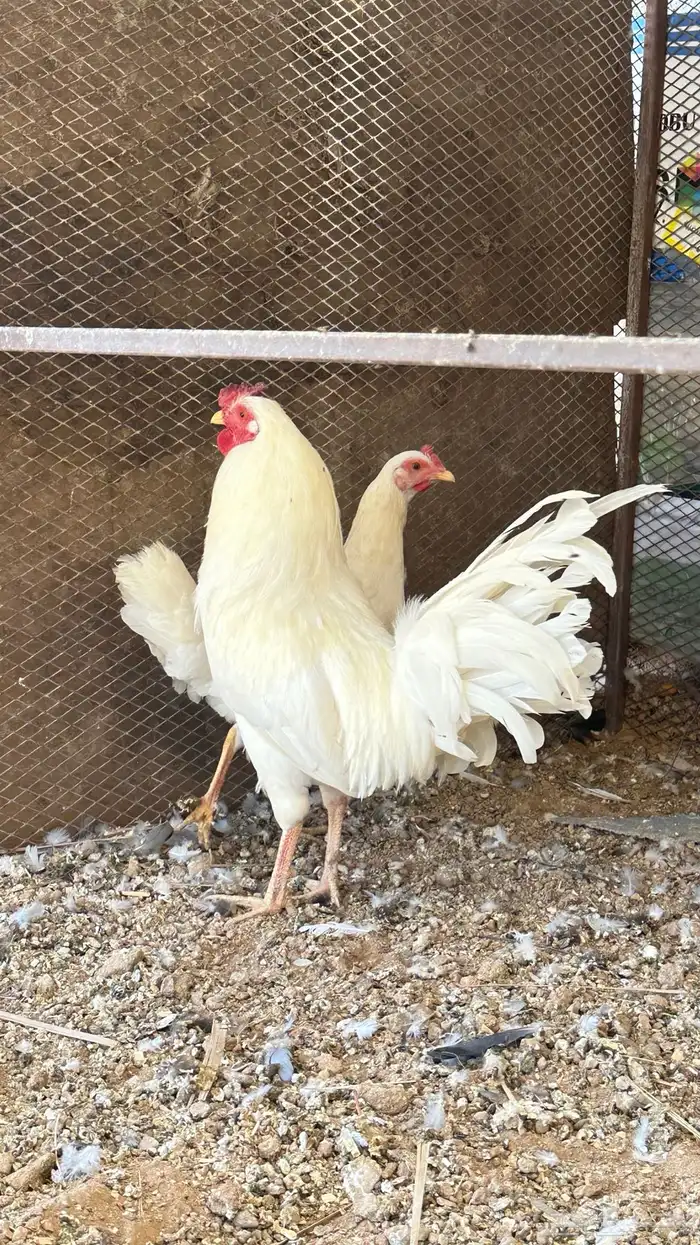 دجاج ابيض صك 4