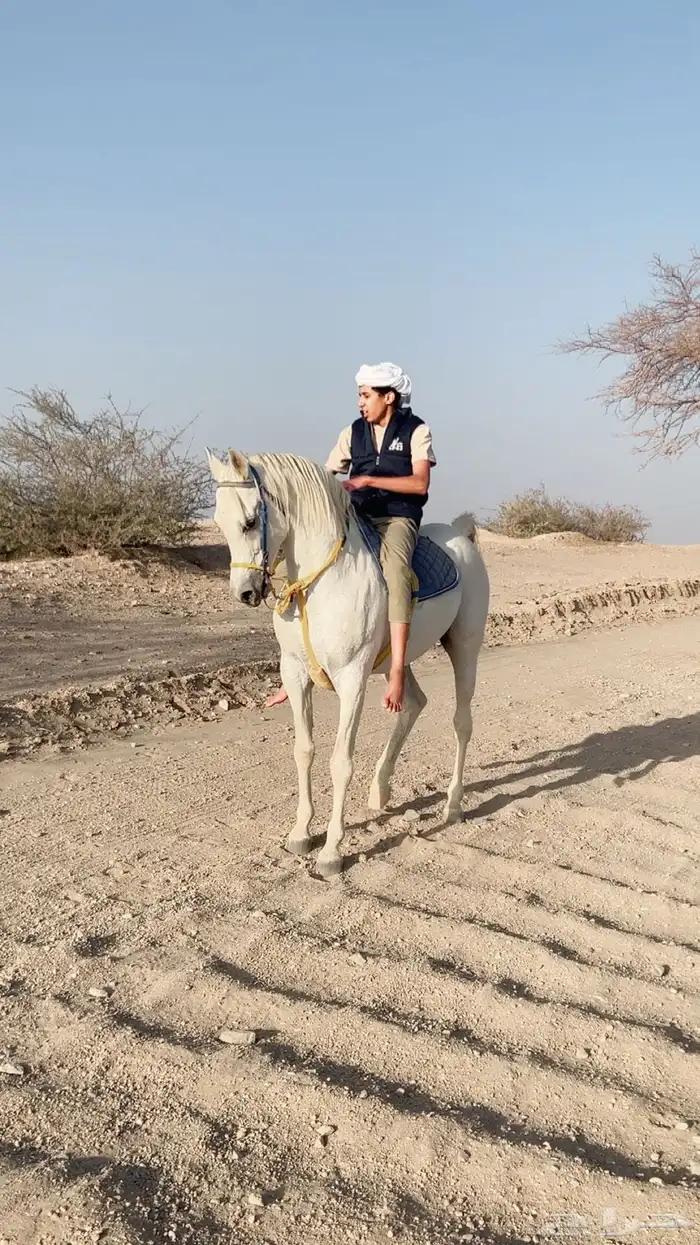 حصان كفو لا اللبيع 2