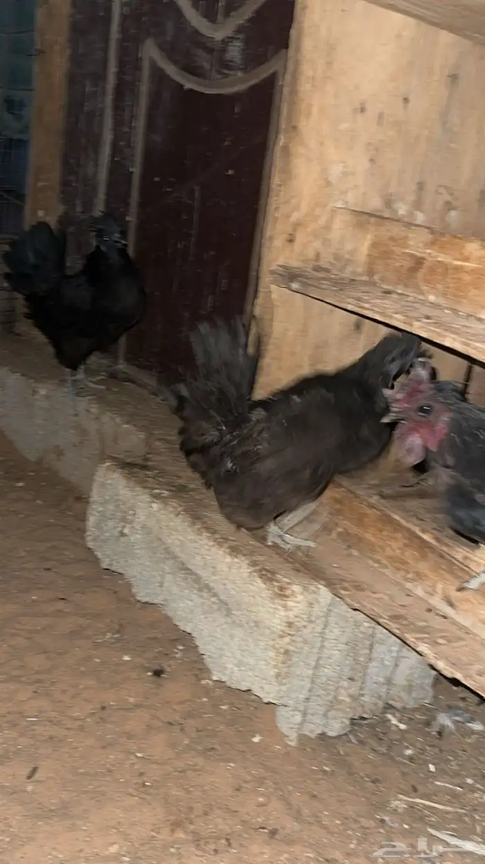 دجاج حبحب طقمين كل طقم مكون من دجاجتين وديك 2